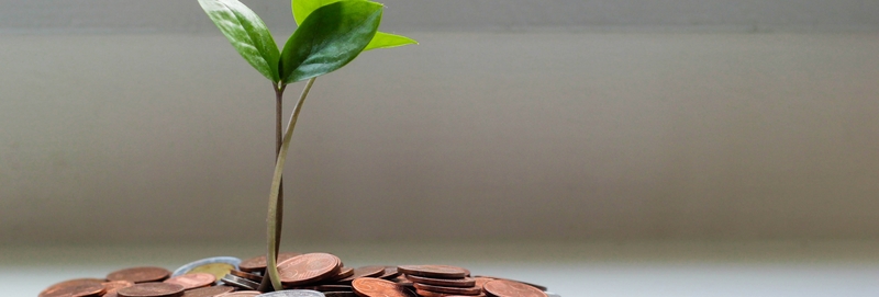 plante avec pièces de monnaie