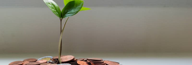 plante avec pièces de monnaie
