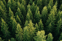 Le Groupement Forestier d'Investissement